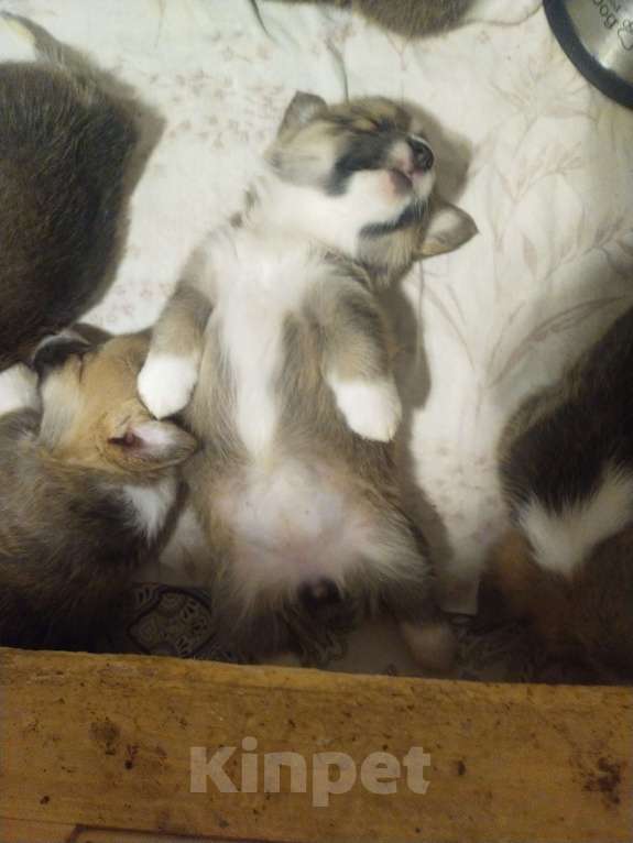 Собаки в Волгодонске: Щенки Вельш Корги Пемброк Разнополые, Бесплатно - фото 10