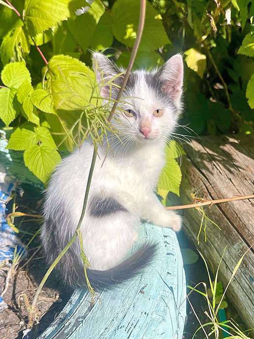 Кошки в Москве: Три славных котенка, мальчик и девочки ищут дом Девочка, 10 руб. - фото 5