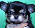 Собаки в Санкт-Петербурге: Щенок чихуахуа, длинношерстная девочка нарядного окраса Девочка, 60 000 руб. - фото 1