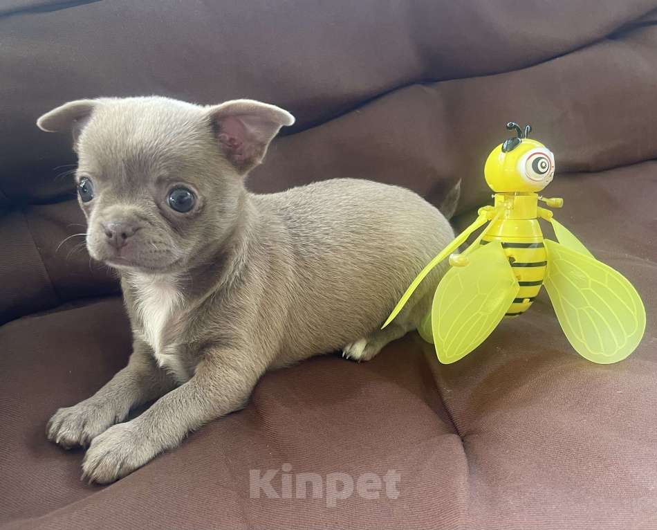 Собаки в других городах Ленинградской области: Щенок чихуахуа Девочка, 60 000 руб. - фото 3