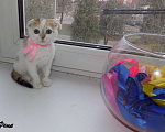 Кошки в Москве: Шотландский вислоухий котенок, девочка Девочка, 15 000 руб. - фото 1