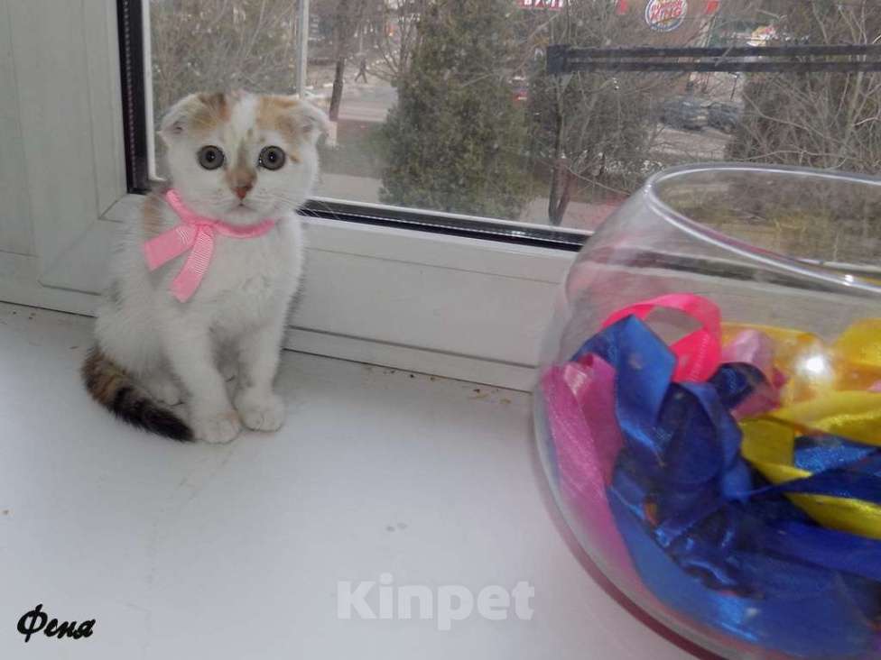 Кошки в Москве: Шотландский вислоухий котенок, девочка Девочка, 15 000 руб. - фото 1