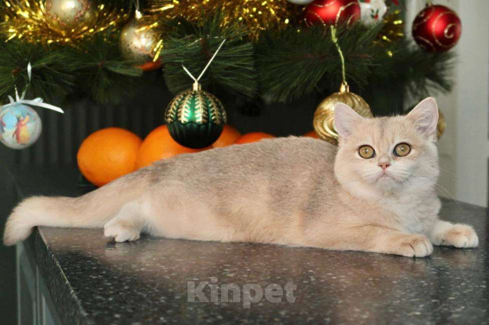 Кошки в Москве: Британский котенок Мэйлин Девочка, 50 000 руб. - фото 5