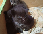 Кошки в Пущино: четыре котенка Мальчик, 1 руб. - фото 3