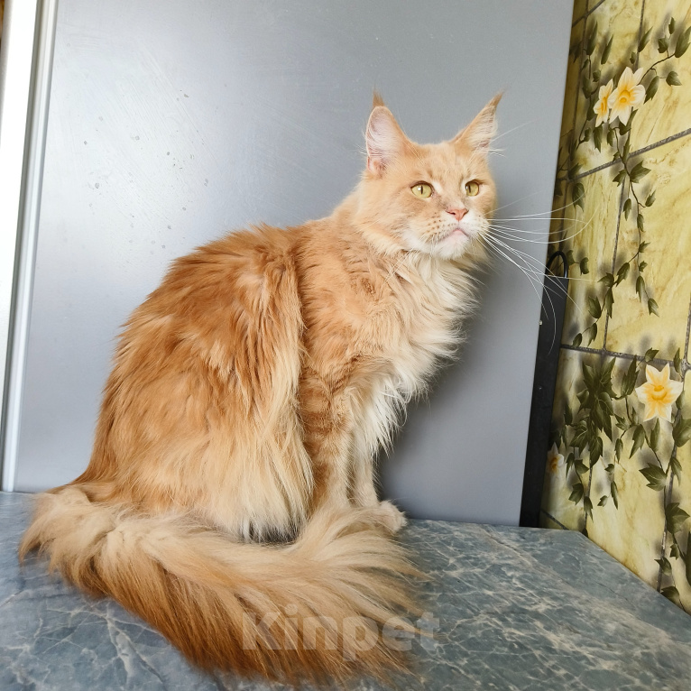 Кошки в Москве: Котёнок Мейн-кун Девочка Девочка, 30 000 руб. - фото 2