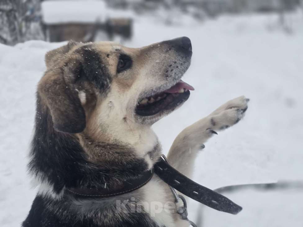 Собаки в Королеве: 1 шанс на 1000! Девочка, Бесплатно - фото 8