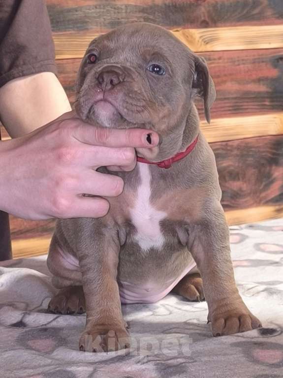 Собаки в Черногорске: Девочка Девочка, 110 000 руб. - фото 1