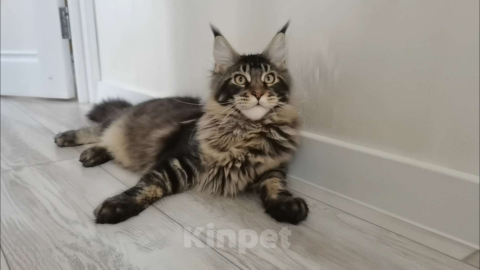 Кошки в Иркутске: Мейн-кун Мальчик, 35 000 руб. - фото 4