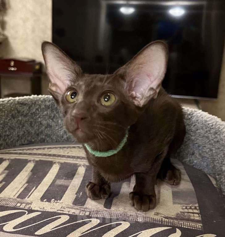 Кошки в Москве: Ориентальная шоколадная девочка Девочка, Бесплатно - фото 8