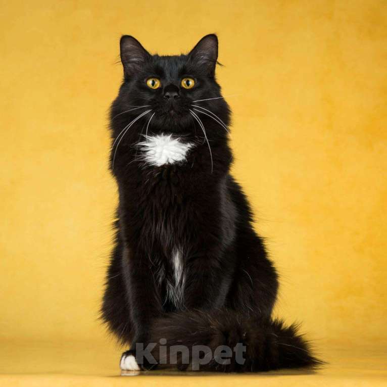 Кошки в Балашихе: Падди Мальчик, Бесплатно - фото 6