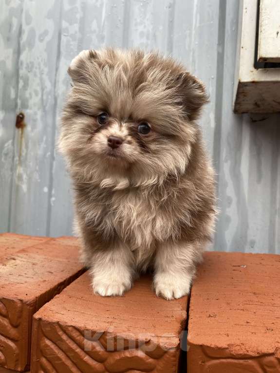 Собаки в Перми: Померанский шпиц от чемпиона с документами  Мальчик, 40 000 руб. - фото 6