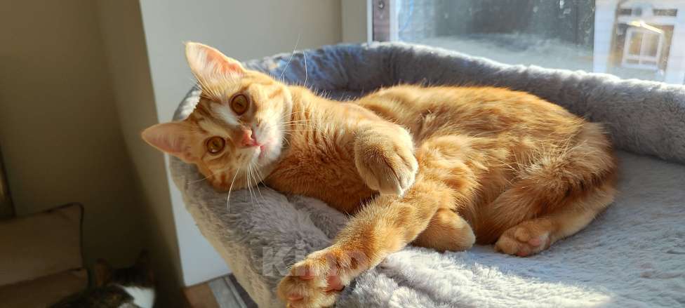 Кошки в Королеве: Котёнок рыжий девочка Девочка, 13 руб. - фото 5