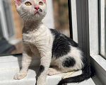 Кошки в Москве: Котенок Мэрилин Монро ищет дом Девочка, Бесплатно - фото 3