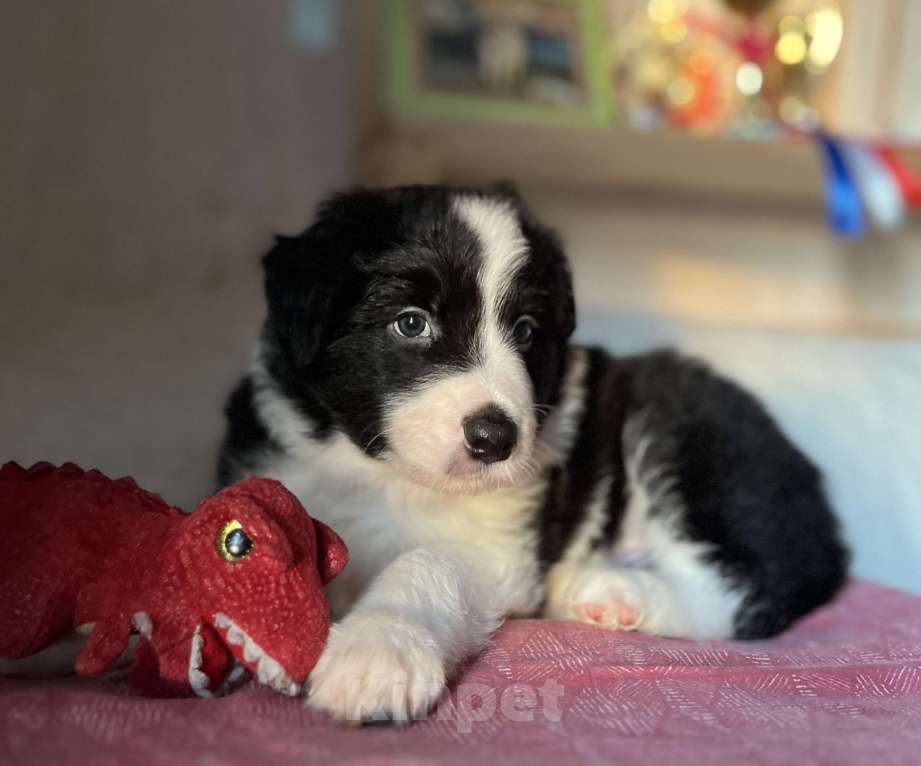 Собаки в других городах Алтайского края: Щенки Бордер Колли Мальчик, Бесплатно - фото 4
