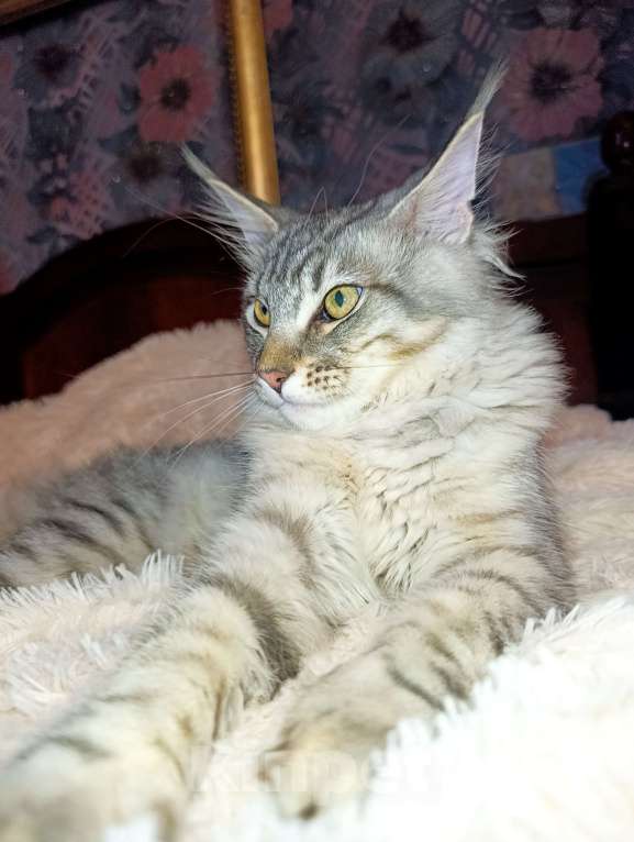 Кошки в Москве: Котенок Мейн кун. Мальчик, 60 000 руб. - фото 3