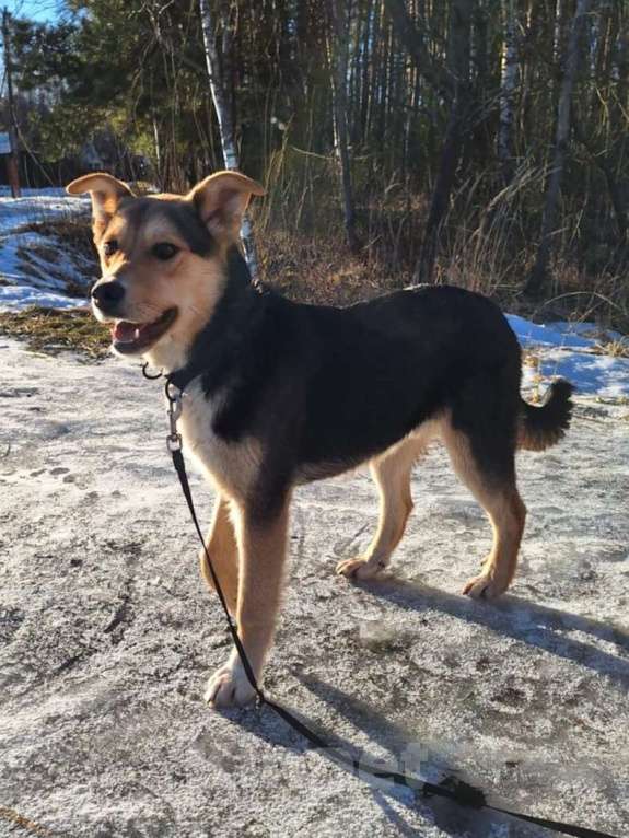 Собаки в других городах Московской области: Щенок в добрые руки  Мальчик, Бесплатно - фото 4