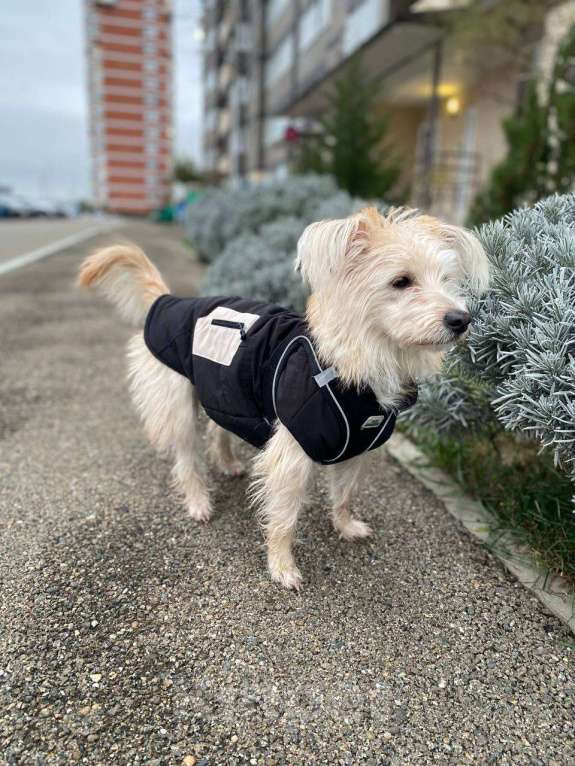 Собаки в Краснодаре: Подарите Жуже дом Девочка, Бесплатно - фото 3