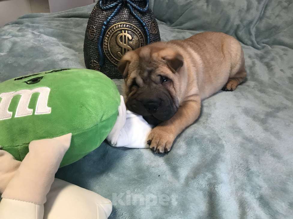 Собаки в Москве: Чистокровные щенки Шарпея Мальчик, Бесплатно - фото 7