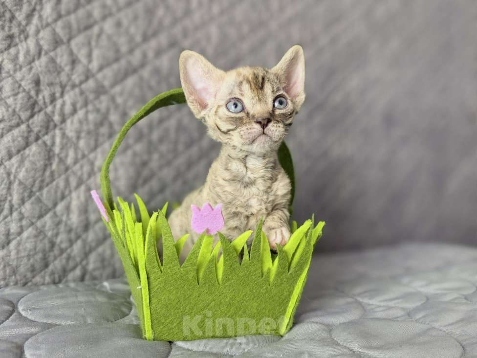 Кошки в Москве: Табированная девочка Девочка, Бесплатно - фото 1