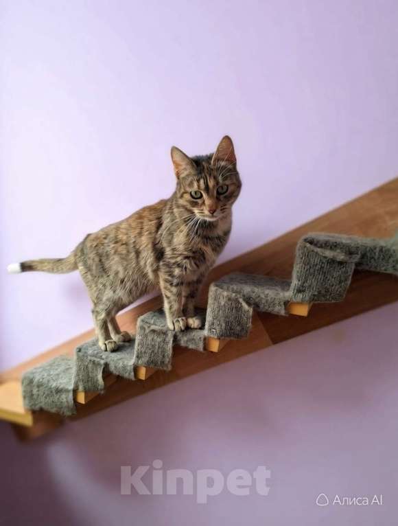 Кошки в Санкт-Петербурге: Ласковая-приласковая молодая кошка. 1 год. привита и кастрирована Девочка, Бесплатно - фото 2