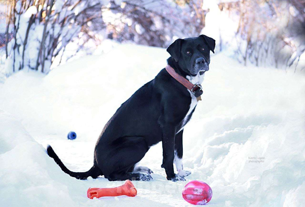 Собаки в Александрове: Собака Ляля ищет дом! Девочка, Бесплатно - фото 3
