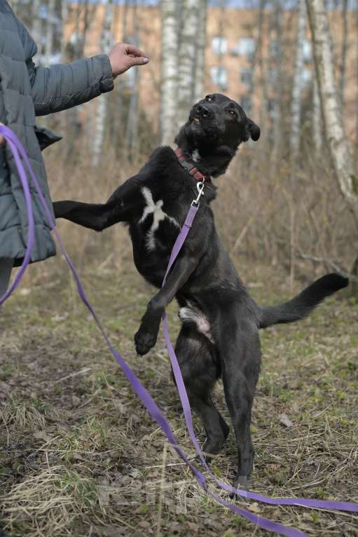 Собаки в Красногорске: Потрясающий Кинг ждёт хозяина в приюте  Мальчик, Бесплатно - фото 6