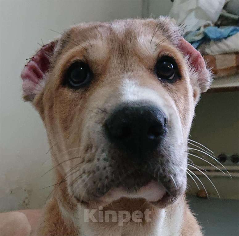 Собаки в других городах Пензенской области: Среднеазиатская овчарка, щенок Мальчик, 20 000 руб. - фото 1