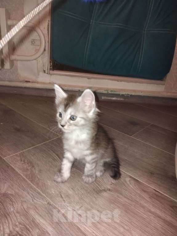 Кошки в Ставрополе: Энджел дымка Девочка, 20 000 руб. - фото 7