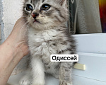 Кошки в Санкт-Петербурге: Котята ищут дом Разнополые, 3 500 руб. - фото 8