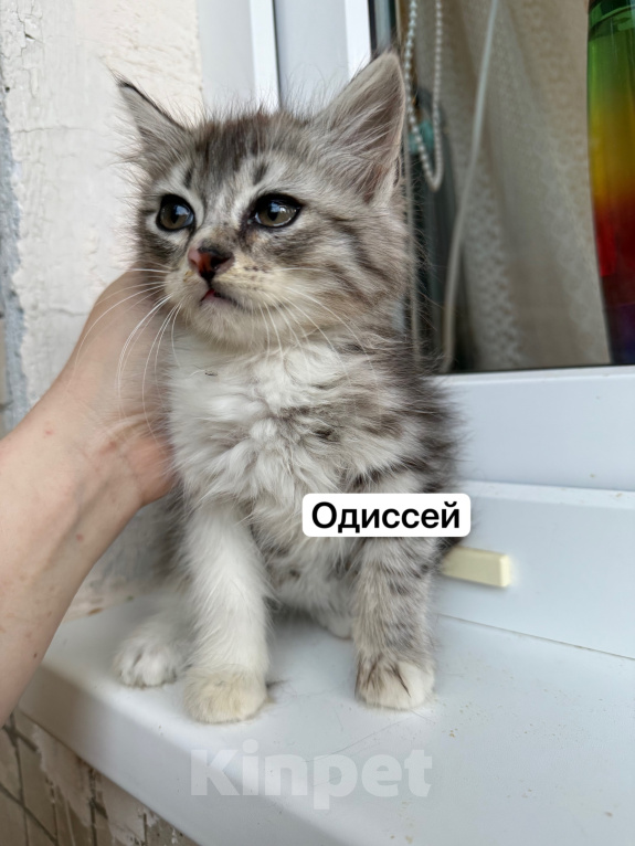 Кошки в Санкт-Петербурге: Котята ищут дом Разнополые, 3 500 руб. - фото 8