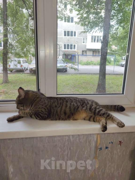 Кошки в Уфе: Тима Мальчик, Бесплатно - фото 4