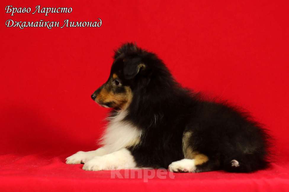 Собаки в Рязани: Щенки шелти. Девочка, Бесплатно - фото 5