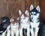 Собаки в Высоковске: Продаются щенки Хаски . Родились 19 сентября. Кушают самостоятельно Мальчик, 10 000 руб. - фото 5