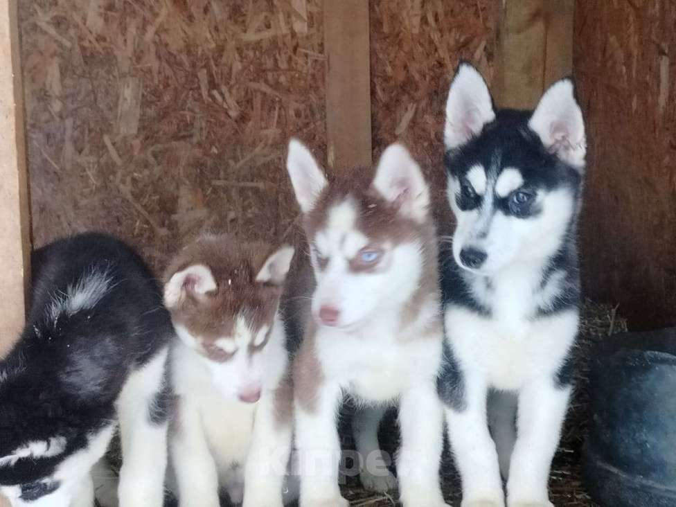 Собаки в Высоковске: Продаются щенки Хаски . Родились 19 сентября. Кушают самостоятельно Мальчик, 10 000 руб. - фото 5