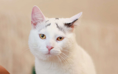 Девочки, записываемся на бровки!  Ищем дом бровястому Федору