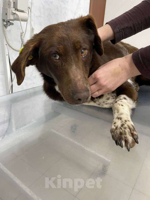 Собаки в Москве: Каштанка ищет дом или передержку Девочка, Бесплатно - фото 9