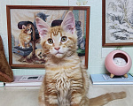 Кошки в Казани: Котята мейн-кун Разнополые, 25 000 руб. - фото 7