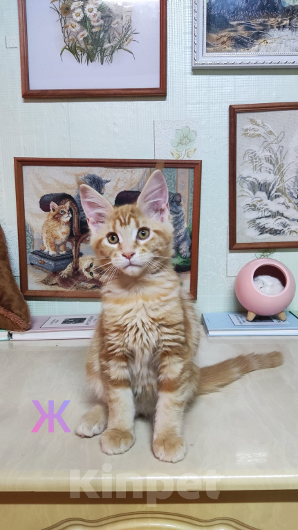 Кошки в Казани: Котята мейн-кун Разнополые, 25 000 руб. - фото 7