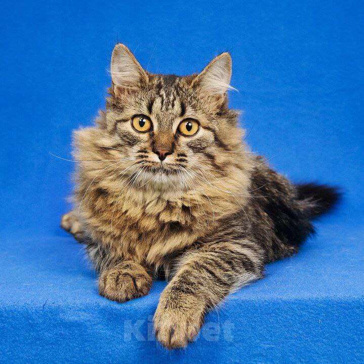 Кошки в Москве: котенок Орешек ищет дом Мальчик, Бесплатно - фото 3