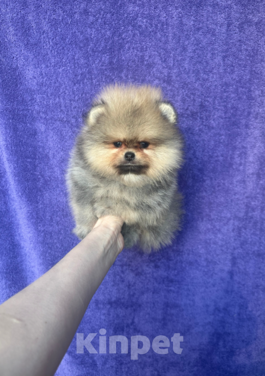 Собаки в Москве: Мальчик Мальчик, 30 000 руб. - фото 1