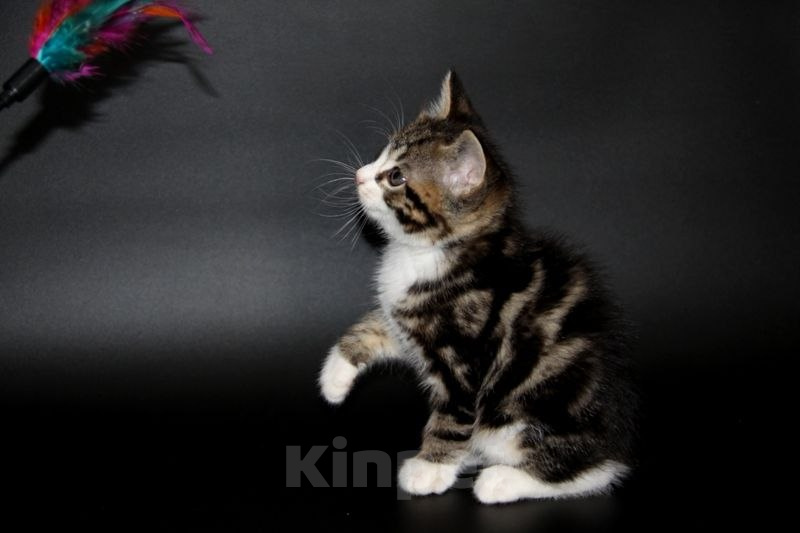 Кошки в Чебоксарах: Курильский бобтейл, котик Мальчик, Бесплатно - фото 5