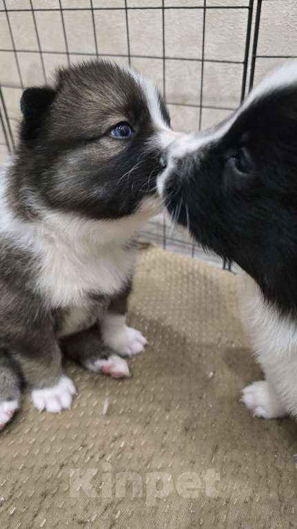 Собаки в Хабаровске: Щенки самоеда и лайки Мальчик, Бесплатно - фото 2
