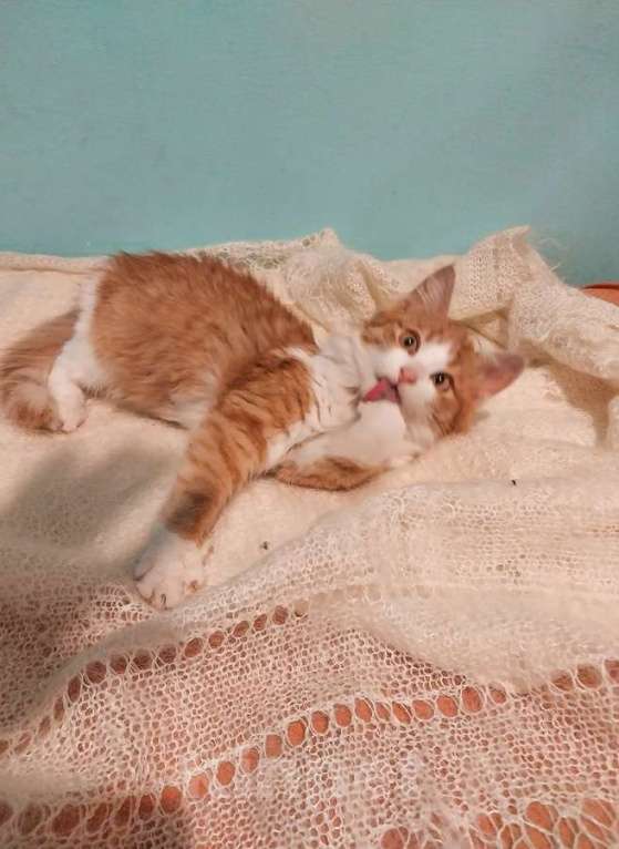 Кошки в Москве: Петя ищет себе уютный дом. Мальчик, Бесплатно - фото 5