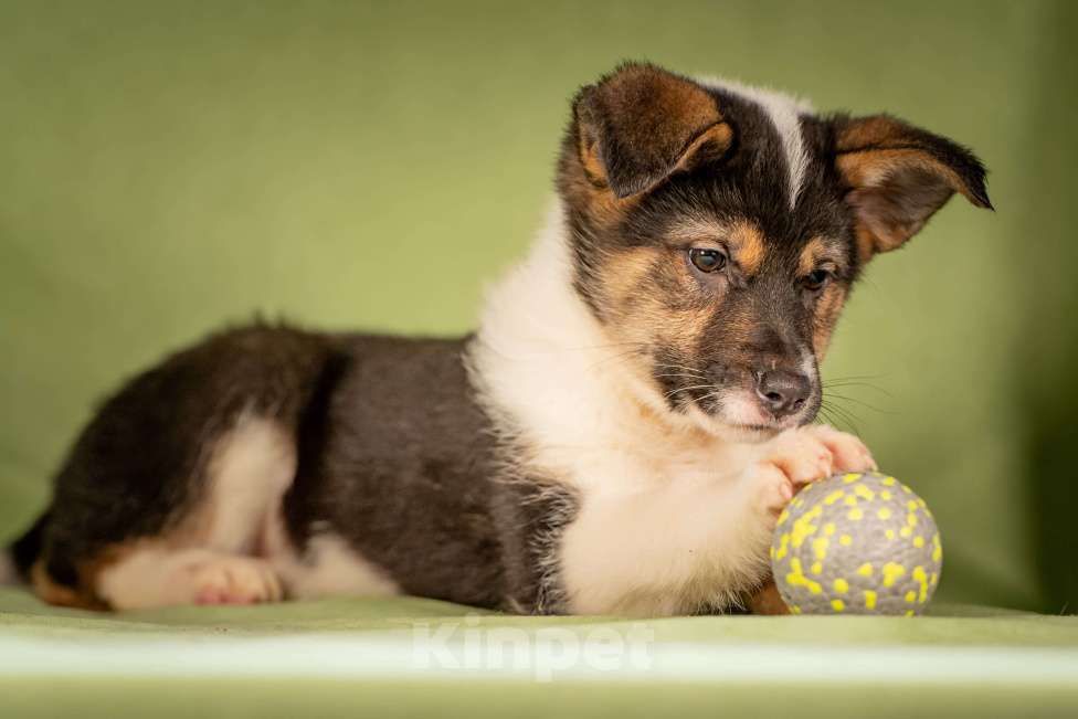 Собаки в Клине: Кокос - ласковый щенок Мальчик, Бесплатно - фото 7