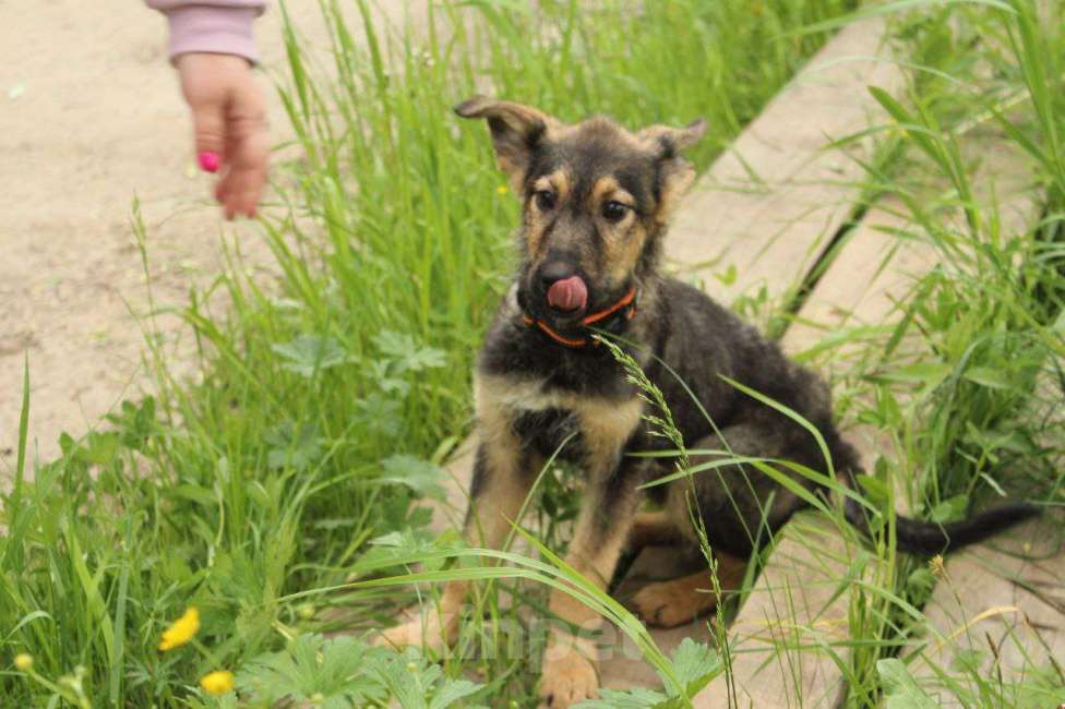 Собаки в Москве: Щенята овчарята в добрые руки Девочка, Бесплатно - фото 4