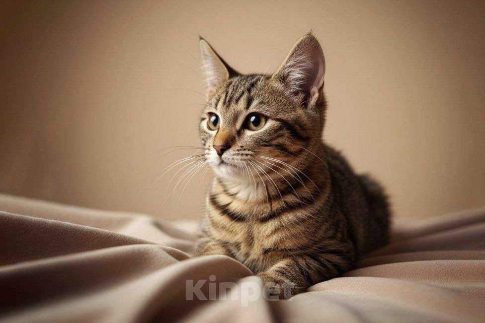 Кошки в Москве: котенок Корнишон ищет дом Мальчик, Бесплатно - фото 1