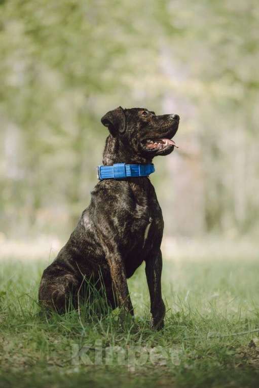 Собаки в Москве: Метис алано эспаньол Дони в добрые руки Мальчик, 1 руб. - фото 9