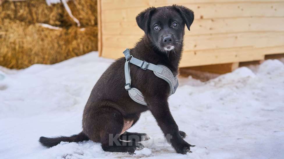 Собаки в Москве: щенок Руна в добрые руки Девочка, Бесплатно - фото 2