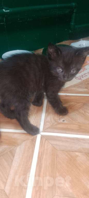 Кошки в Нижнем Новгороде: Отдам котят в добрые руки, два мальчика и одна девочка, возраст 1,5 месяца к лотку приучены. Мальчик, Бесплатно - фото 3