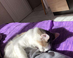 Кошки в Ельне: Метис мейн куна, 5 000 руб. - фото 3